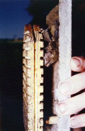 Lepakonpönttö, kaksikammioinen Schwegler Bat Box 2F with double front panel